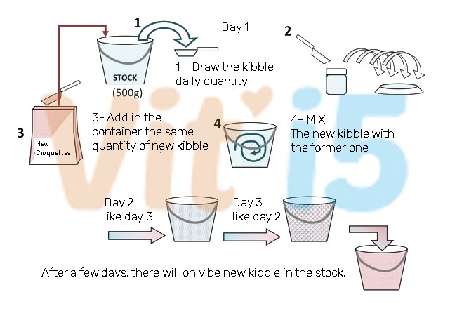 food transition for a dog